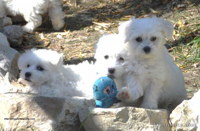 Superbes Bébés BICHON MALTAIS