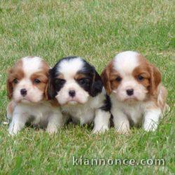 Adorables Chiots Cavaliers King Charles Pure Race