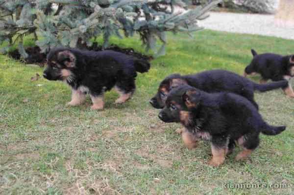 Magnifiques Chiots Berger Allemand Pure Race