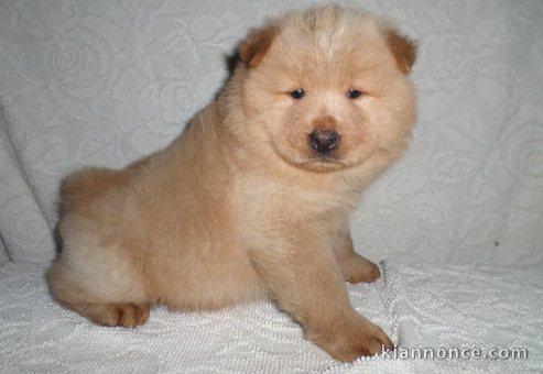 Chiots chow chow pour bonne maman