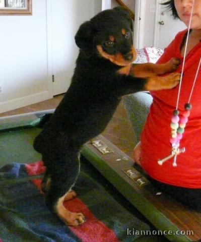 chiots Rotweiller pour bonne famille