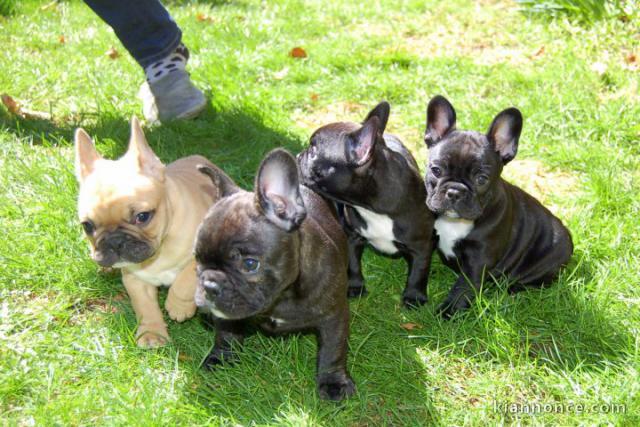 Magnifiques chiots Bouledogue français bleu