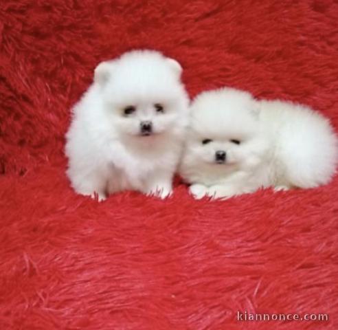 Magnifique chiots spitz nain 