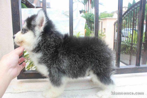 Très beau chiot Husky Sibérien femelle