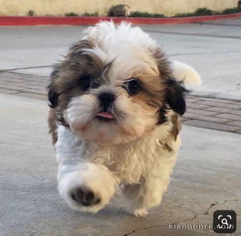 Magnifiques chiot Shih tzu a donner