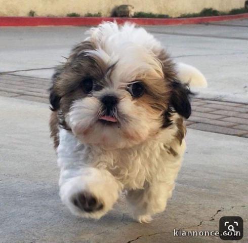 magnifique chiot shih tzu