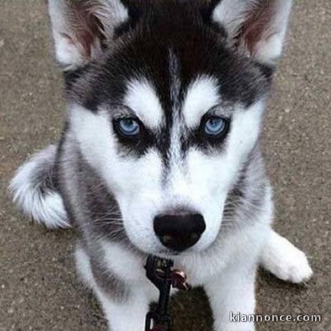 Donne en adoption superbes chiots type Husky Siberien