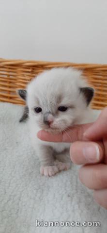 jolie portee de chaton Ragdoll loof