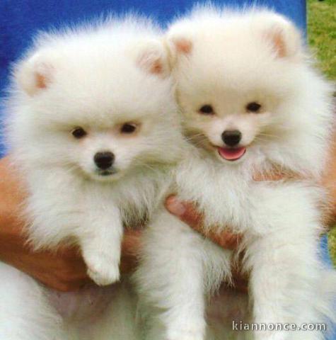 ADORABLES CHIOTS SPITZ NAIN NON LOF