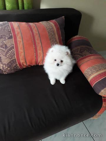 ADORABLES CHIOTS SPITZ NAIN NON LOF