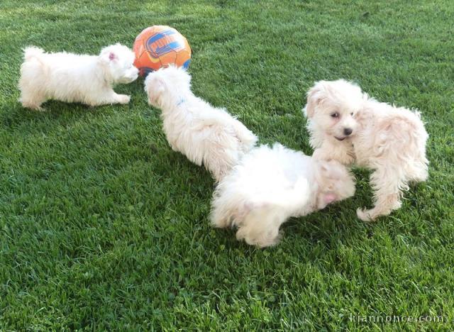 Adorables Chiots Bichon Maltais Pure Race