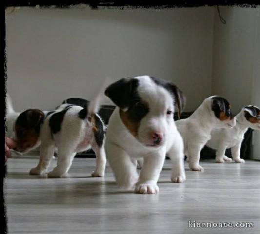 Adorables Chiots Jack Russel Pure Race