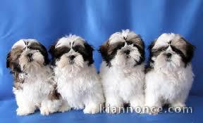 Exceptionnels Chiots Shih Tzu Pure Race