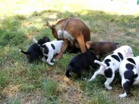 Magnifiques Chiots American Stafforshdire Pure Race