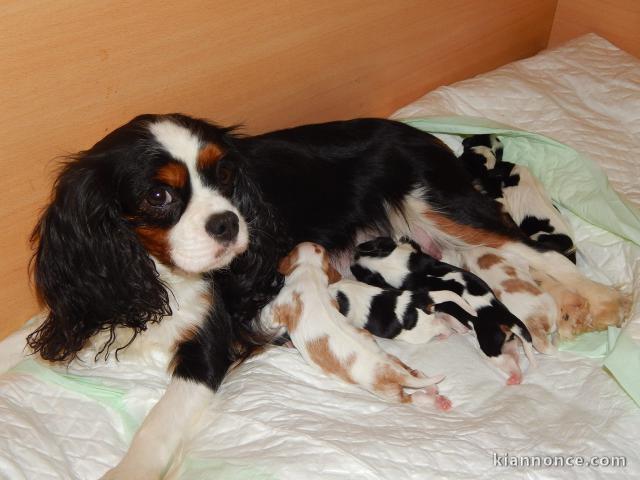 Adorables Chiots Cavaliers King Charles Pure Race