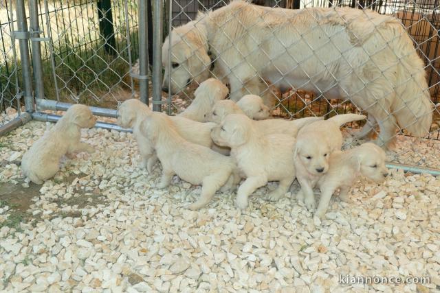 Magnifiques Chiots Golden Retriever Pure Race