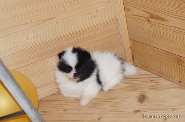 Chiots Spitz Nain disponible 