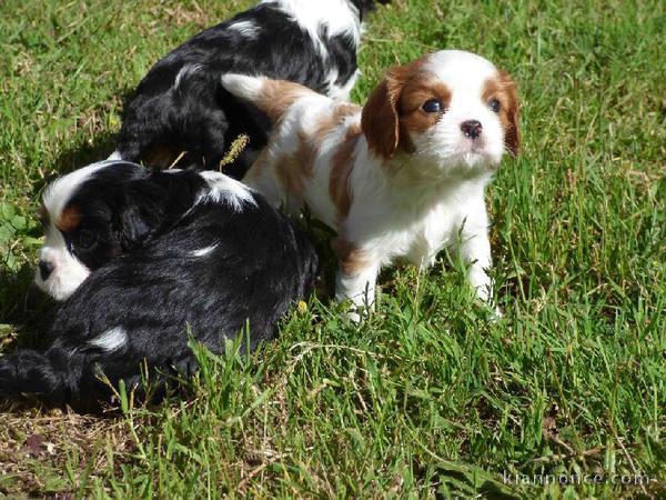 Chiots cavalier king charles poil long