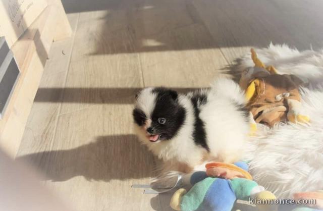 Adorables chiots Spitz Nain 