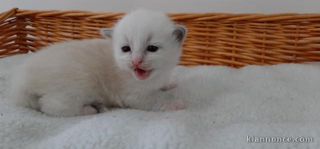 4 bébés Ragdoll nés dans une portée de huit