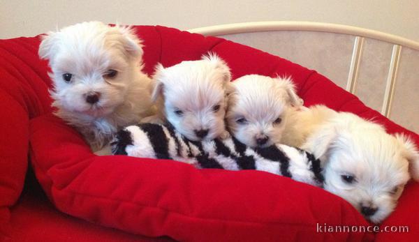 Portée de 4 chiots Bichon Maltais lof