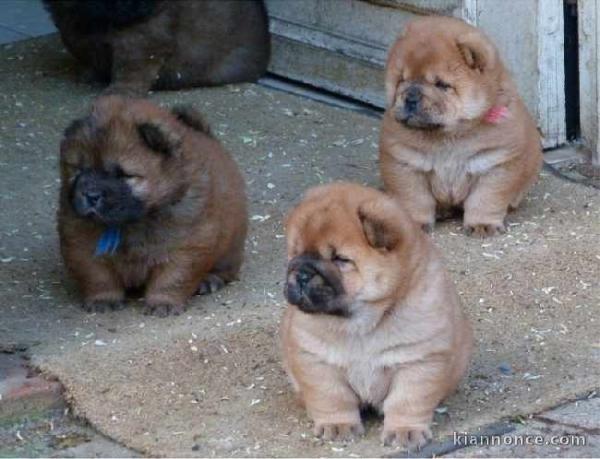 Donne en adoption superbes chiots type chow chow