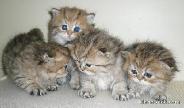 ADORABLES CHATONS PERSAN NON LOOF