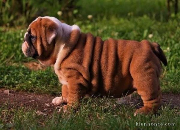 jolie portee de chiot BULLDOG ANGLAIS lof