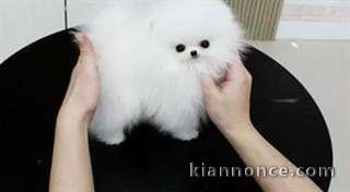 Chiots type SPITZ NAIN non lof