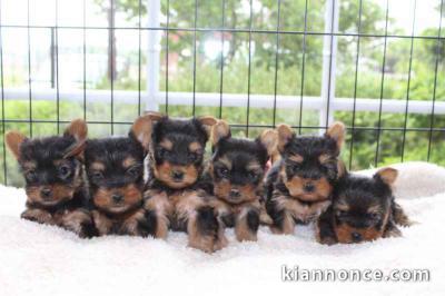 Chiots YORKSHIRE TERRIER Pure Race inscrits au LOF,