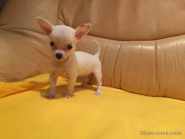 magnifique chiot CHIHUAHUA LOF