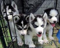 CES ADORABLES CHIOTS HUSKY SIBERIEN NON LOF NÉE LE 14/10/2019