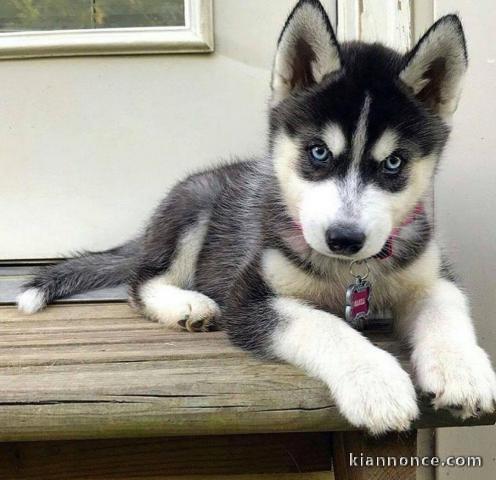 Magnifique amies chiot HUSKY SIBERIEN, intelligent et très actif