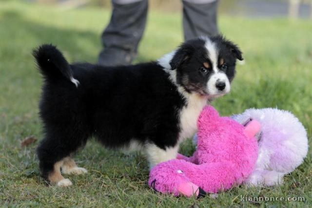 Chiot Berger Australien femelle