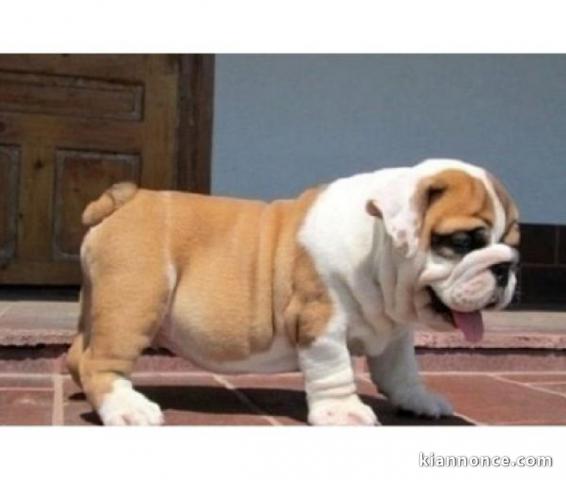 Magnifique amies chiot BULLDOG ANGLAIS, intelligent et très actif