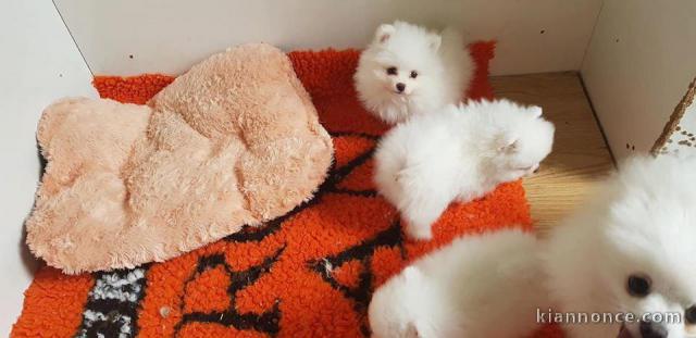 Magnifiques chiots Spitz Nain recherchent un petit nid douillet 