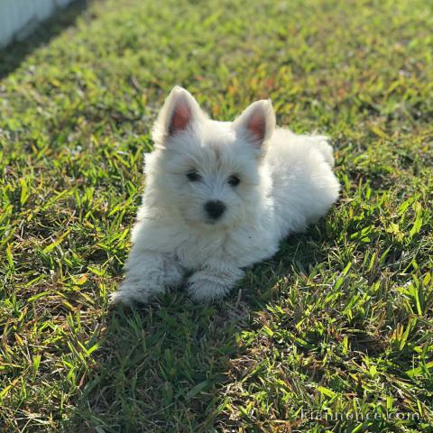 Adorables chiots westie