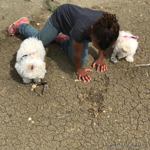 Adorables chiots westie