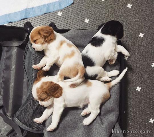 Magnifiques cavalier King Charles