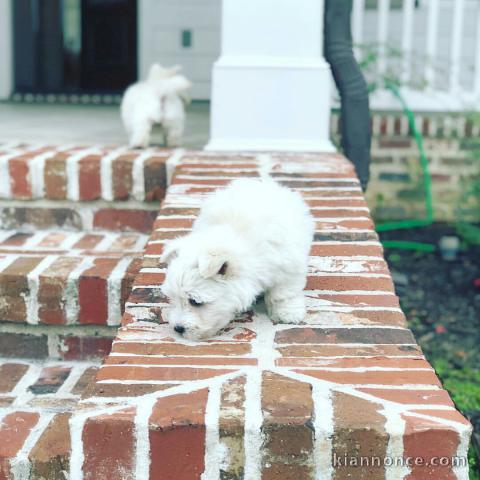 Adorables chiots westie