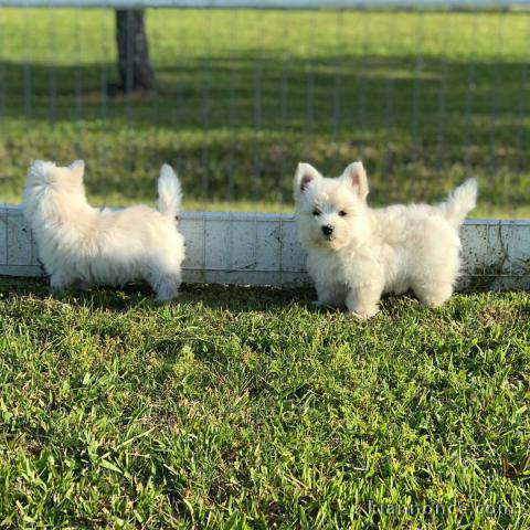 Adorables chiots westie