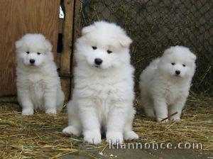 Chiots samoyede inscrits au lof a donner