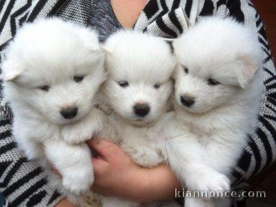 Chiots samoyede inscrits au lof