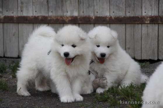 Chiots samoyede inscrits au lof