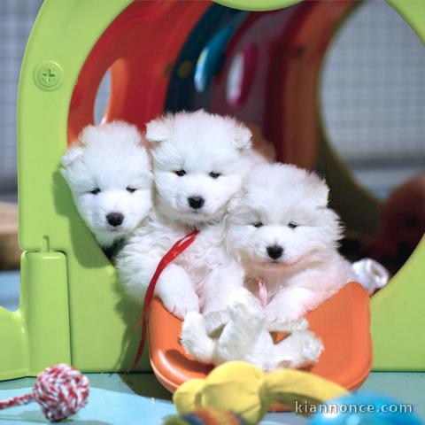 Chiots samoyede inscrits au lof