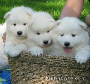 Chiots samoyede inscrits au lof