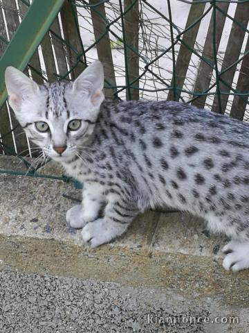 Chatons Mau égyptien à donner