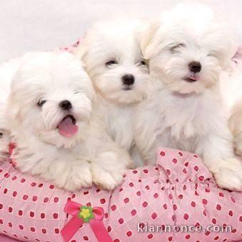 Chiots bichon maltais disponibles