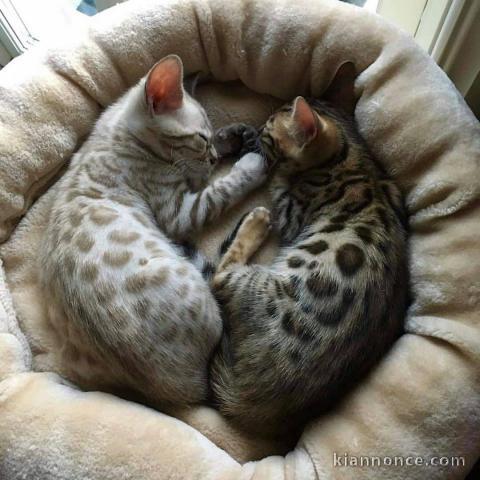 magnifiques chatons bengal a donner 