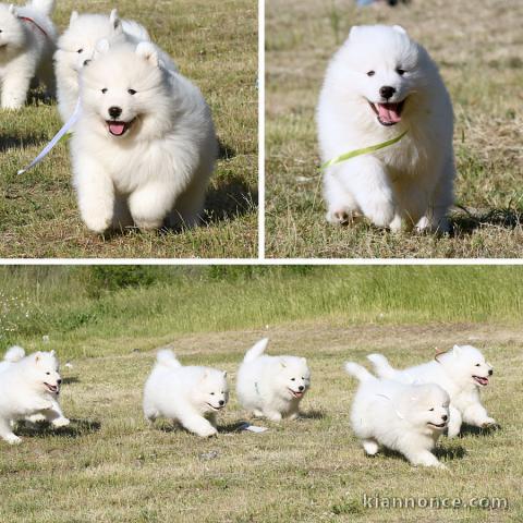 Magnifiques Chiots Samoyède Pure Race